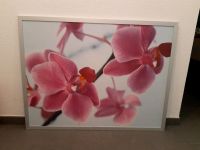 Bild Orchideen mit Alu-Rahmen eingefasst - Ikea Baden-Württemberg - Haiterbach Vorschau