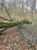 Buche Holz Selbstabholer Hessen - Offenbach Vorschau