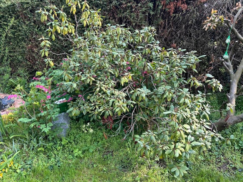 2 große Rhododendren in Langerringen