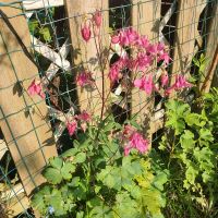 Akelei Staude Blumen Garten Nordrhein-Westfalen - Bad Oeynhausen Vorschau