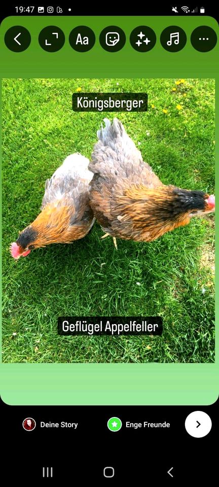 Wir bieten 16 Rasse Hühner und vieles mehr in Osnabrück