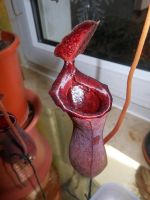 Nepenthes Briggsiana Duisburg - Walsum Vorschau