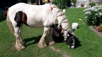 Kinder Ponytour zu Felicitas - Ausritte geführt Kinder Ponyreiten Brandenburg - Neuhausen/Spree Vorschau