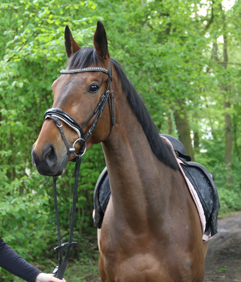 5 jähriger vielseitiger Irish Sporthorsewallach abzugeben in Nettetal