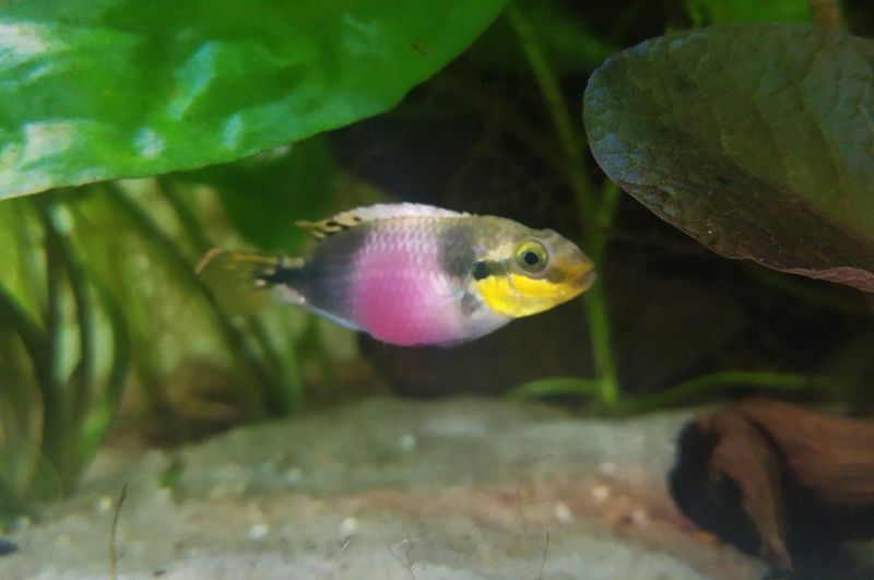 Pelvicachromis subocellatus matadi, Augenfleck-Prachtbarsch in Oberthal