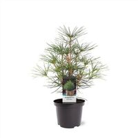 Japanisch Schirmtanne Sciadopitys verticillata 55-70cm winterhart Nordrhein-Westfalen - Nordkirchen Vorschau