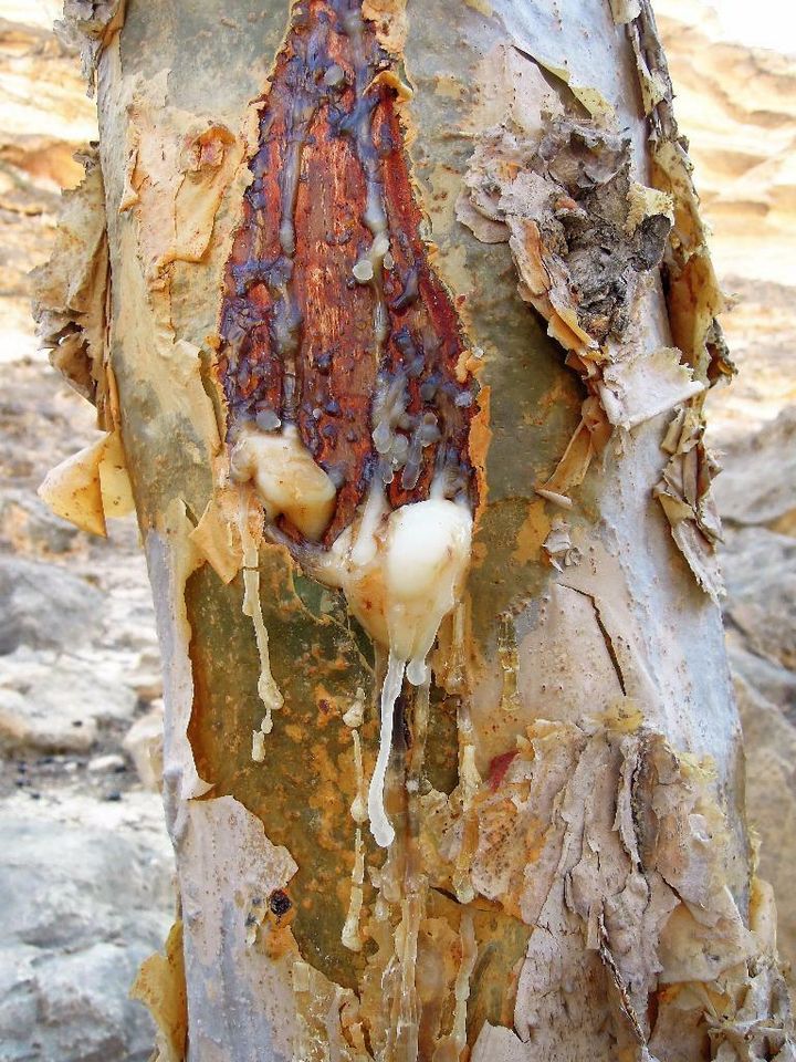 Bester Weihrauch aus Oman, Amber/braun, 40 g. Rein. Weltspitze! in Murrhardt