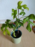 Monstera Pflanze, Fensterblatt Sachsen - Markkleeberg Vorschau