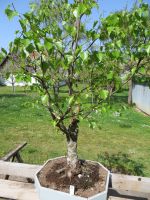 Bonsai  Birke 3 Eichen Bayern - Harburg (Schwaben) Vorschau