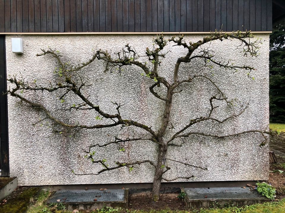 Alter Spalier Apfelbaum - gesund gewachsen in Marloffstein