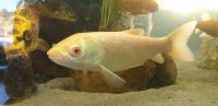 Albino Graskarpfen 30cm weiss Algen Pflanzenfresser Baden-Württemberg - Hambrücken Vorschau