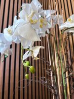 Orchideen künstlich Hessen - Hanau Vorschau