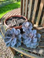 Sukkulente Echeveria / Purple Perl Bayern - Tittmoning Vorschau