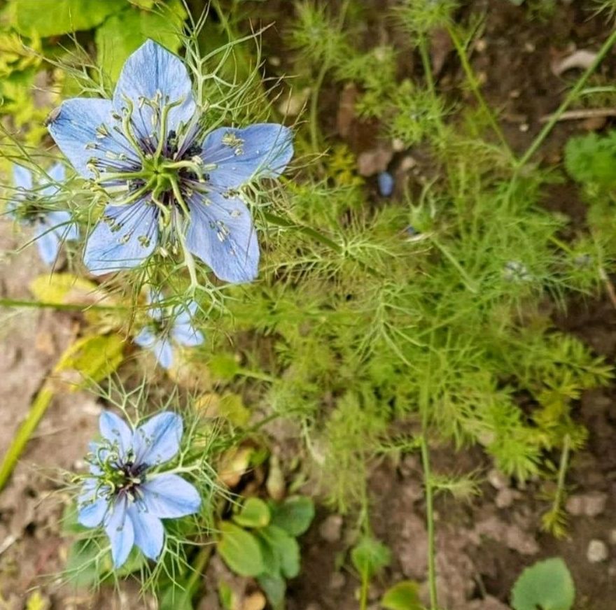 Jungfer im Grünen als winterharte Staude Samen Trockenblume in Leipzig