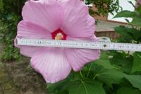 20 Samen des Riesenhibiskus Staudenhibiskus Sumpfeibisch Niedersachsen - Bardowick Vorschau