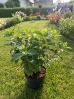 Hortensie/ Rispenhortensie Bayern - Ostheim Vorschau