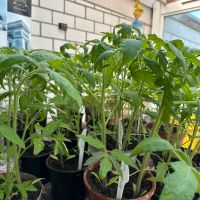 Internationale Tomatensorten je Pflanze 1,50€ ab 20 Stück 1€ Obervieland - Kattenturm Vorschau