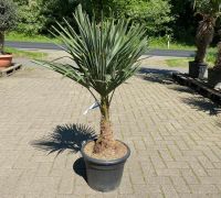 trachycarpus fortunei winterhart hanfpalme palmen 130 cm palme Lingen (Ems) - Wachendorf Vorschau