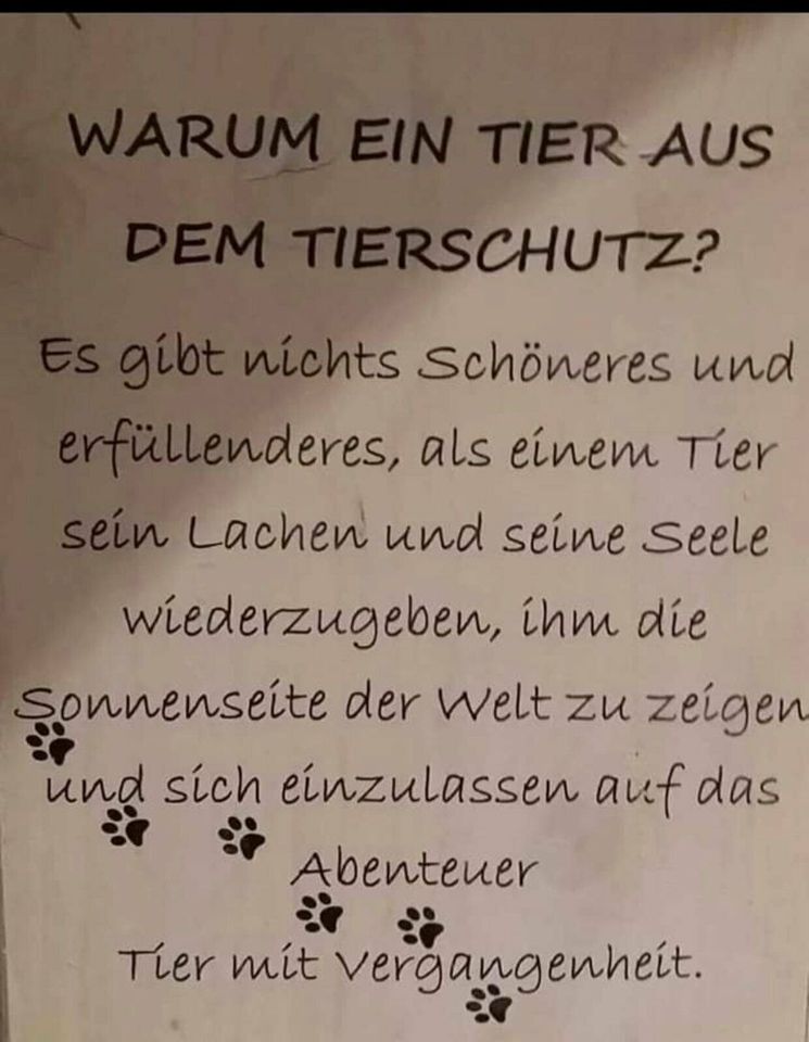 Wir suchen warme Decken,Hundebett,Hundeschalen,Futter. in Wankendorf