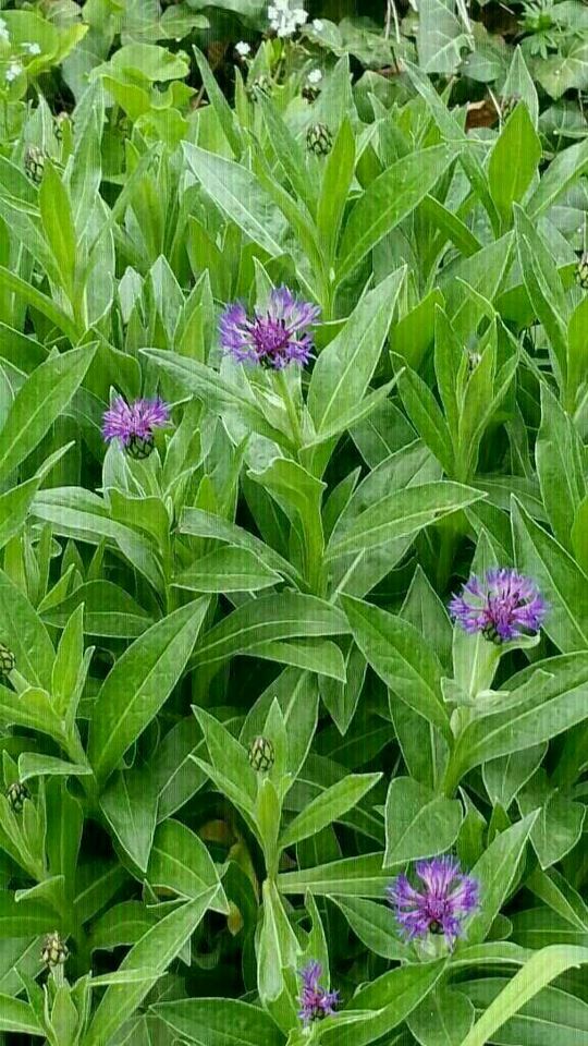 Stauden Pflanzen Hosta - Funkien  - Herzblattlilien Blattschmuck in Hünfeld