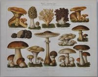 Lithographie Genießbare Pilze Steinpilz Trüffel Morchel Schwamm Berlin - Mitte Vorschau