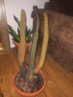 30 Jahre alter Kaktus mit schönem Keramik Topf Berlin - Köpenick Vorschau