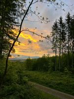 Wald / Forstwirtschaft Baden-Württemberg - Meckenbeuren Vorschau