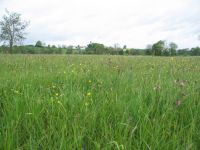 Ausgleichsfläche Landwirtschaftliche Fläche  Grünland Bayern - Schwindegg Vorschau