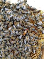 Honigbienen, Bienenkönigin 2024, sanftmütig Bonn - Bad Godesberg Vorschau