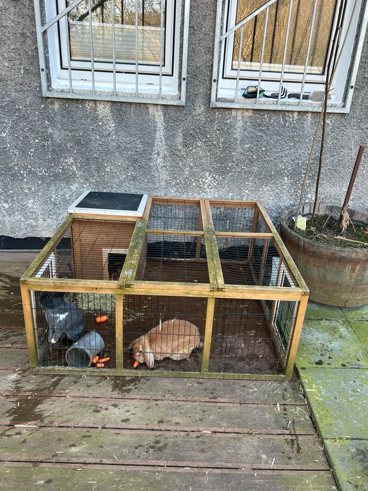 2 einjährige Kaninchen mit Käfig in Altenae in Altena