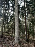 Tanne, Tannenbaum, Stamm, Äste, Nadeln, Holz Bayern - Tännesberg Vorschau