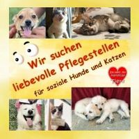 Pflegestellen für soziale Hunde und Katzen gesucht ! Niedersachsen - Berne Vorschau