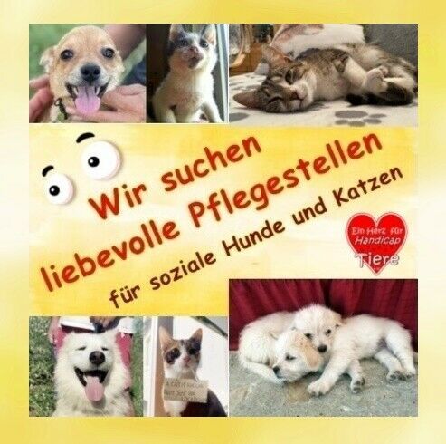 Pflegestellen für soziale Hunde und Katzen gesucht ! in Berne