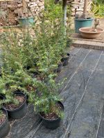 Juniperus communis „Hibernica“, Irischer Säulenwacholder, Niedersachsen - Schwülper Vorschau