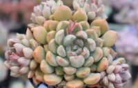 Echeveria Pebbles Korea Import Sukkulente Pflanze Sachsen - Annaberg-Buchholz Vorschau