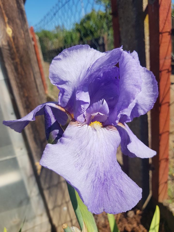 Rhizome verschiedene Sorten Schwertlilie Blume in Halle