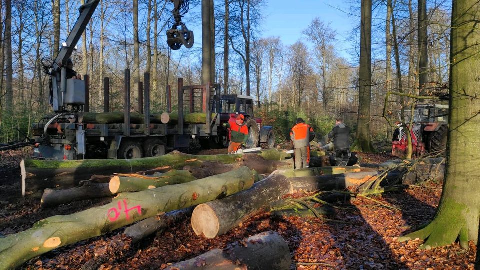 Holzfällung,  Durchforstung, Stammholz,  Knick in Neumünster