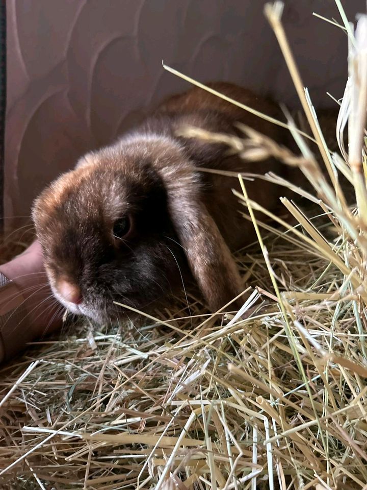 Zwergkaninchen Rammler in Saarbrücken