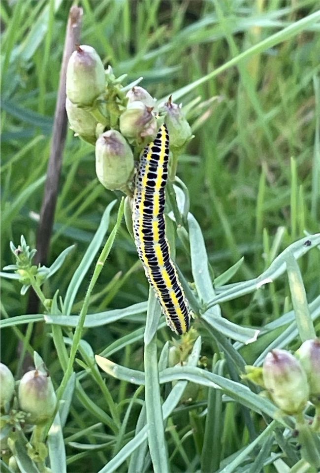 30 Samen Echtes Leinkraut - Schmetterling, Insekten, Bienen in Baldham