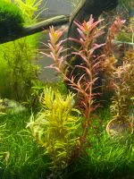 Aquarienpflanzen Combi Ammanina und Rotala Rostock - Stadtmitte Vorschau