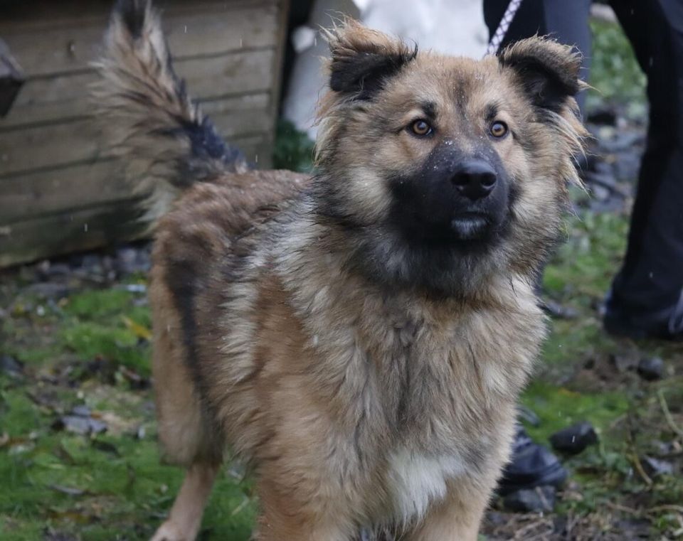 Brian sucht liebevolle Adoptanten in München