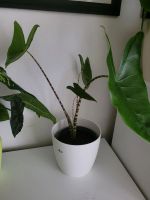Alocasia Zebrina Zimmerpflanze Pflanze München - Laim Vorschau