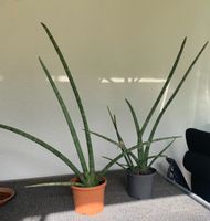 Sansevieria Schlangenpflanze groß Bayern - Regensburg Vorschau