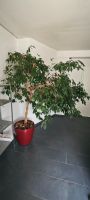 Ficus Benjamina mit Blumentopf Niedersachsen - Rehburg-Loccum Vorschau