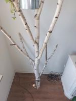 Birke Baum Wohnzimmer Deko ohne Blumentopf Baden-Württemberg - Rutesheim   Vorschau