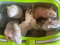 Verkaufe Ratten Mädchen ❤️ Westerwaldkreis - Höchstenbach Vorschau