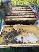 Suche Bienenvölker Nordrhein-Westfalen - Kirchlengern Vorschau