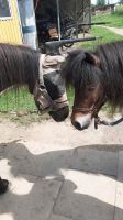 Push* Mini Reitbeteiligungen für Kids Nordrhein-Westfalen - Sankt Augustin Vorschau