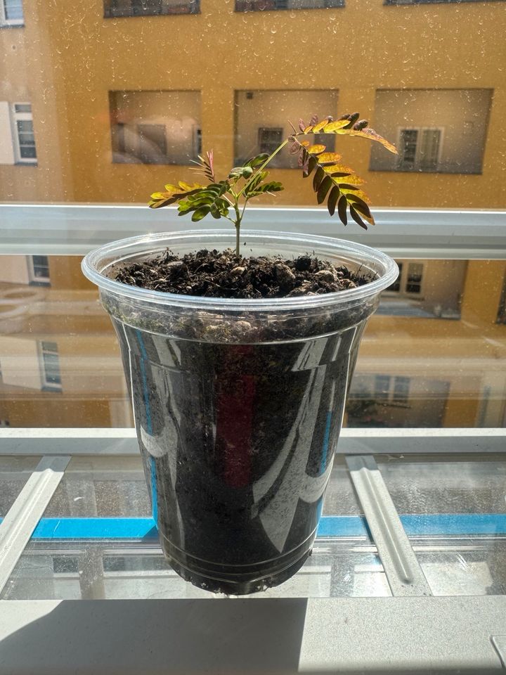 Baby Seidenbaum Albizia julibrissin in Berlin