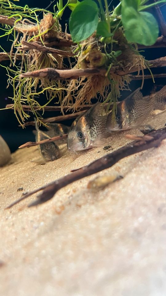 Panzerwelse Corydoras brevirostris CW27 Super Highfin in Neuenrade